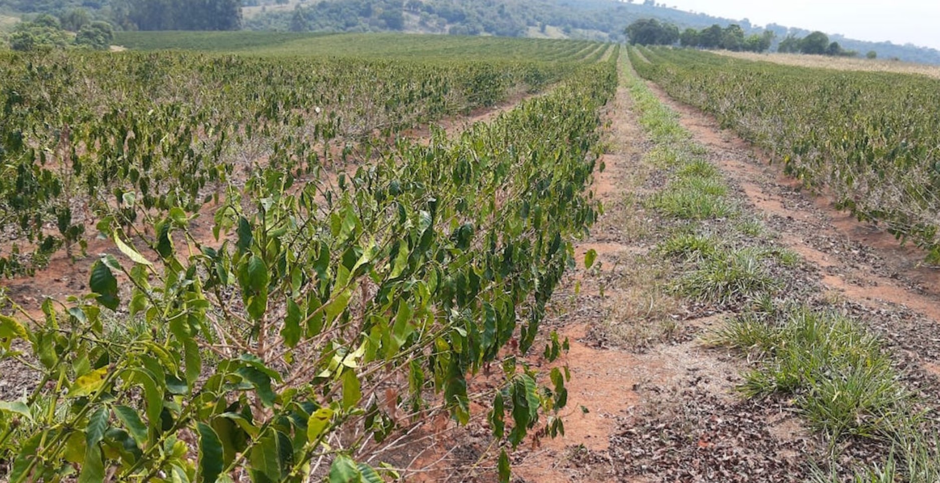 The Impact of Climate Change on Coffee Production: Threats and Solutions
